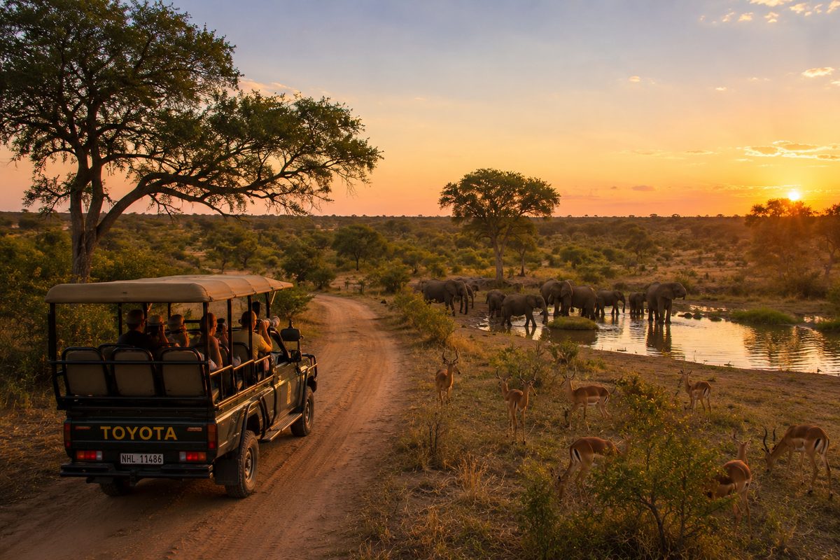 Game drive vehicle and elephants at a waterhole